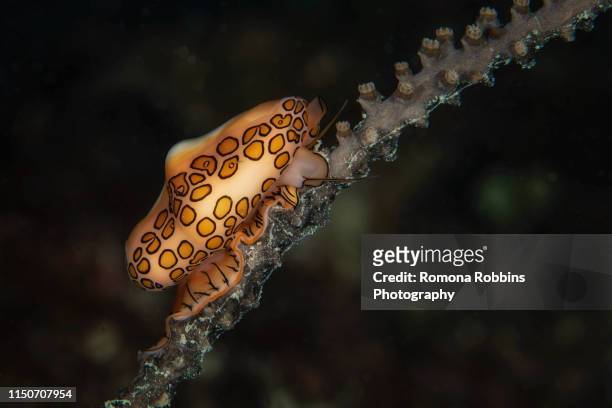 underwater view of a flamingo tongue slug, close up, eleuthera, bahamas - nudibranch stock pictures, royalty-free photos & images