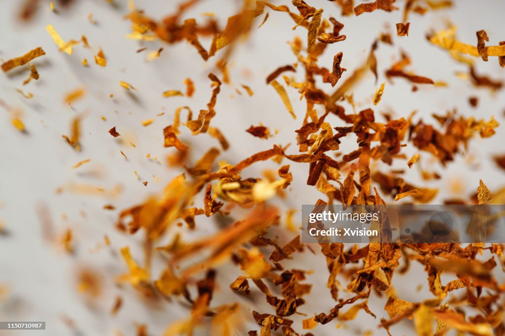 Tobacco leaf with white background in slow motion