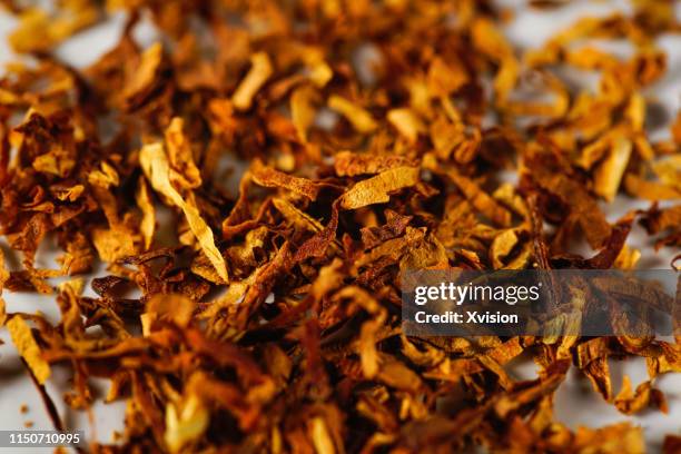 tobacco leaf with white background in slow motion - frozen pipes foto e immagini stock
