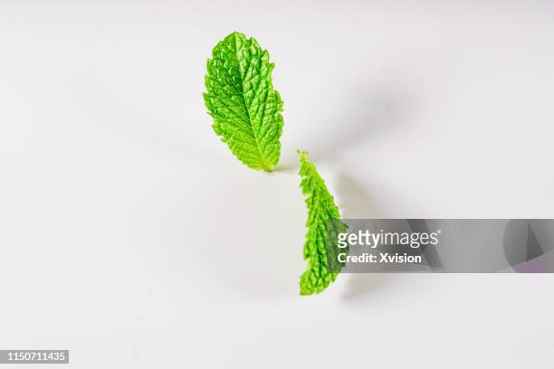 mint leaf on white background jump in mid air captured with high speed with white background studio shot - mint leaves stock-fotos und bilder