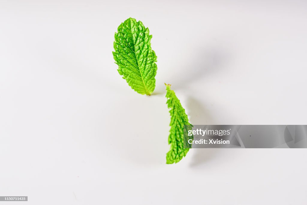 Mint leaf on white background jump in mid air captured with high speed with white background studio shot