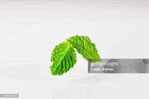 mint leaf on white background jump in mid air captured with high speed with white background studio shot - menta verde foto e immagini stock