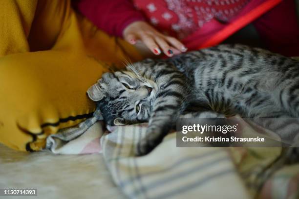 a girl stroking a cat - affectionate cat stock pictures, royalty-free photos & images