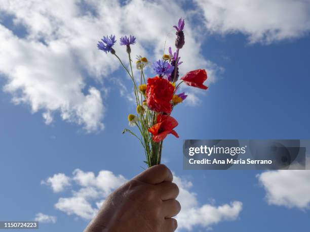 one unrecognizable woman with wild blue, red yellow and white wild flowers - poppies in vase stock pictures, royalty-free photos & images