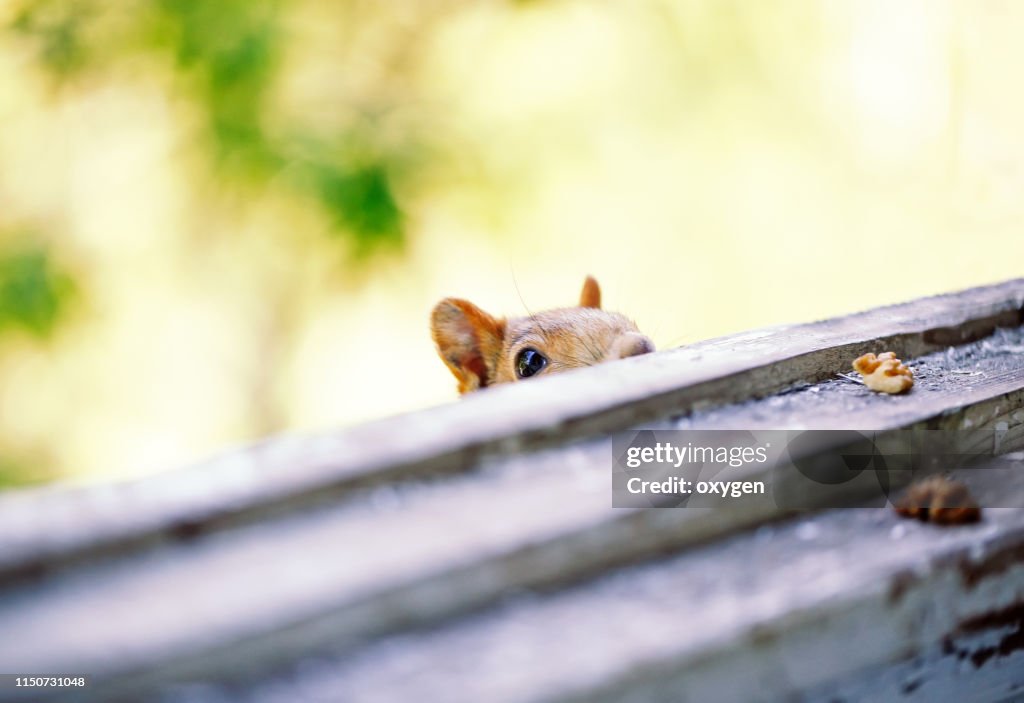 Сurious Squirrel looks for to eat nuts