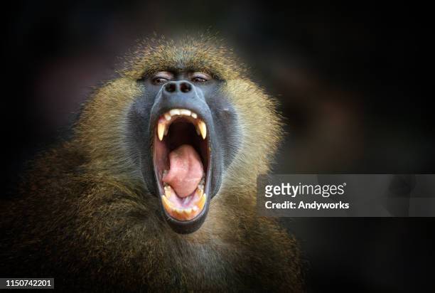 babuón de guinea gritando - animal teeth fotografías e imágenes de stock