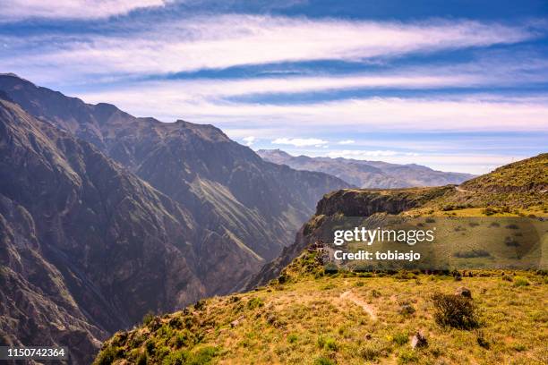 condor beobachtet am colca canyon in peru - arequipa peru stock-fotos und bilder