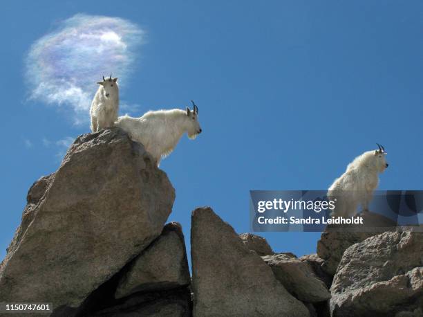 goats and colorful cloud on mt evans - colorado rocky mountains - mountain goat stock pictures, royalty-free photos & images