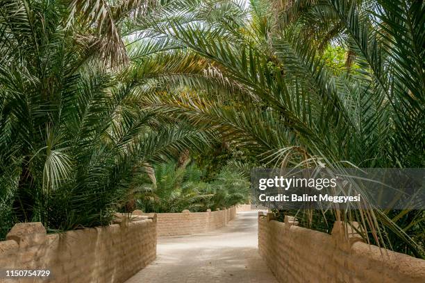 al ain oasis, al ain, u.a.e. - oasis court stock pictures, royalty-free photos & images