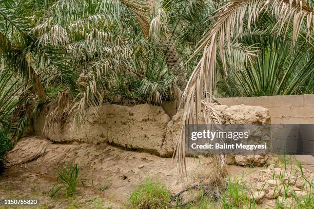 al ain oasis, al ain, u.a.e. - oasis court stock pictures, royalty-free photos & images