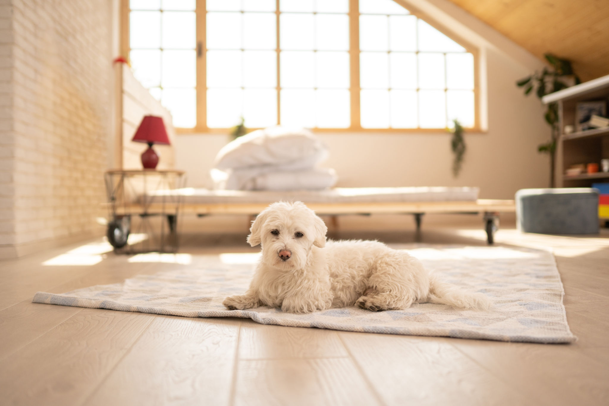 dog alone at home