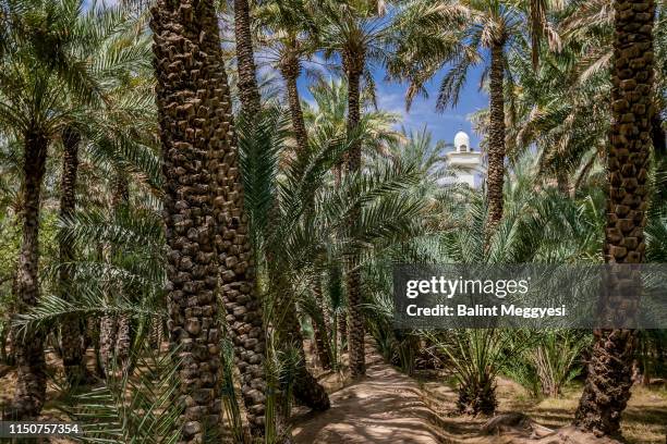 al ain oasis, al ain, u.a.e. - oasis court stock pictures, royalty-free photos & images