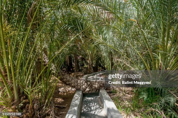 al ain oasis, al ain, u.a.e. - oasis court stock pictures, royalty-free photos & images