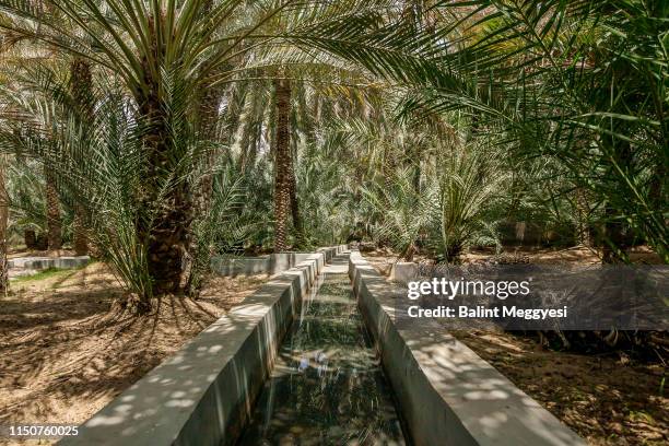 al ain oasis, al ain, u.a.e. - oasis court stock pictures, royalty-free photos & images