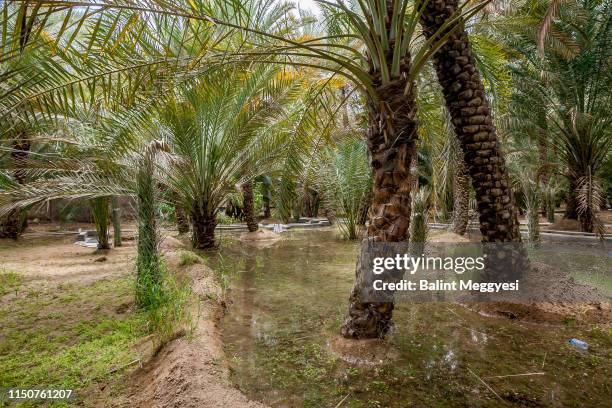 al ain oasis, al ain, u.a.e. - oasis court stock pictures, royalty-free photos & images