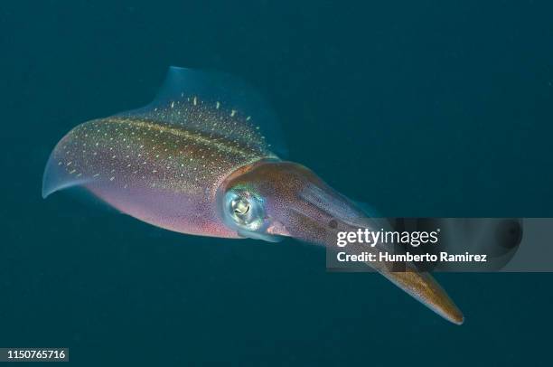 caribbean reef squid. - squid stock pictures, royalty-free photos & images