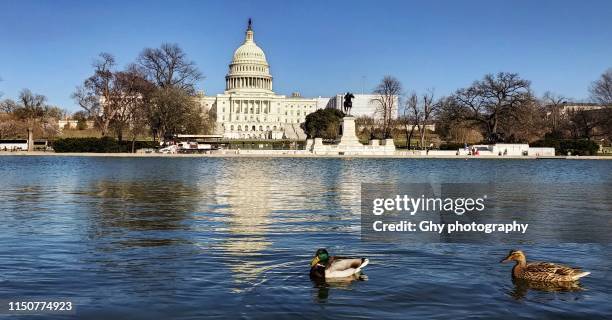 enjoying spring - capitolio stockfoto's en -beelden