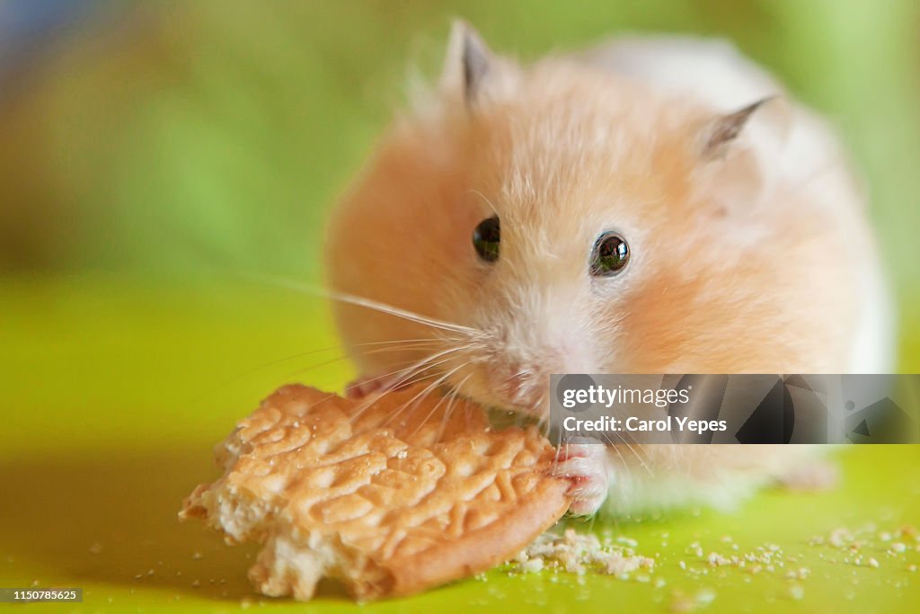 Hamster eating a cookie in green background