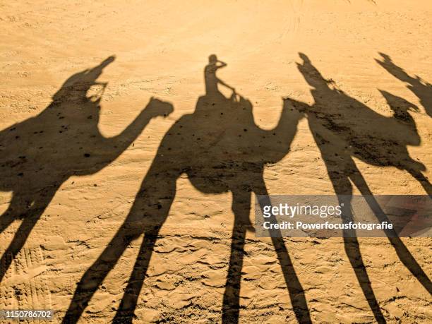 three camels - powerfocusfotografie stock pictures, royalty-free photos & images