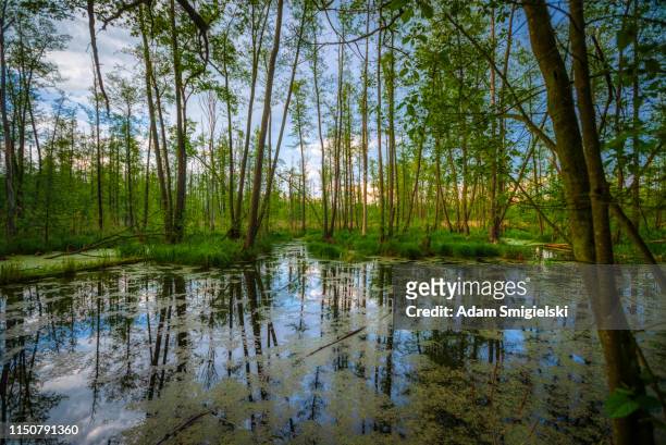 the river flows through the forest (hdri) - bayou stock pictures, royalty-free photos & images