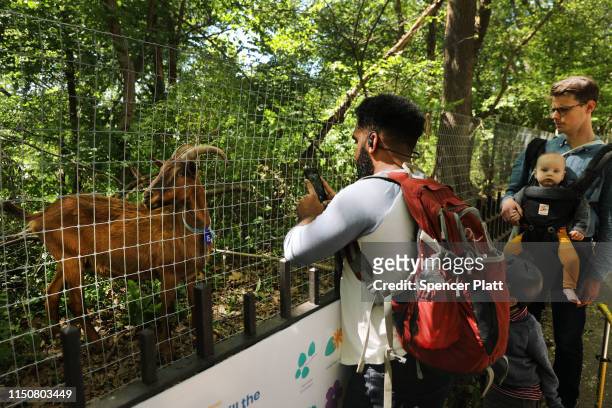 People watch as two dozen newly arrived goats roam an area of Manhattan’s Riverside Park on on May 21, 2019 in New York City. The goats are part of...