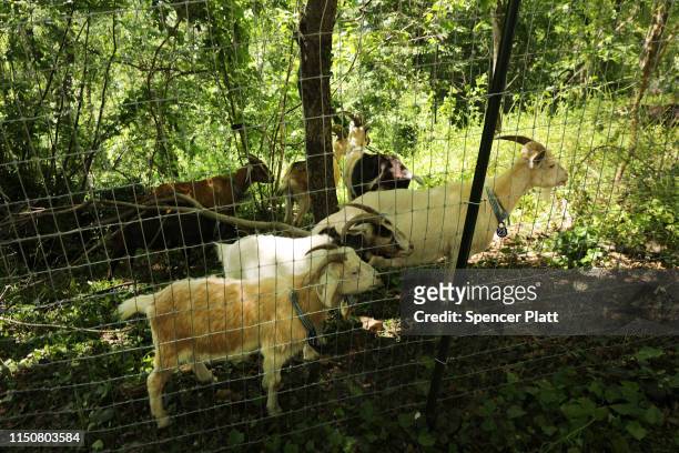 Two dozen newly arrived goats roam an area of Manhattan’s Riverside Park on on May 21, 2019 in New York City. The goats are part of the Riverside...