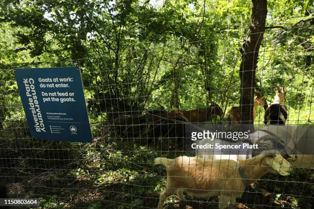Two dozen newly arrived goats roam an area of Manhattan’s Riverside Park on on May 21, 2019 in New York City. The goats are part of the Riverside...