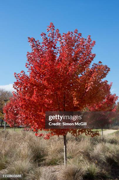 red maple tree (acer rubrum) in autumn in public park land - arce rojo fotografías e imágenes de stock