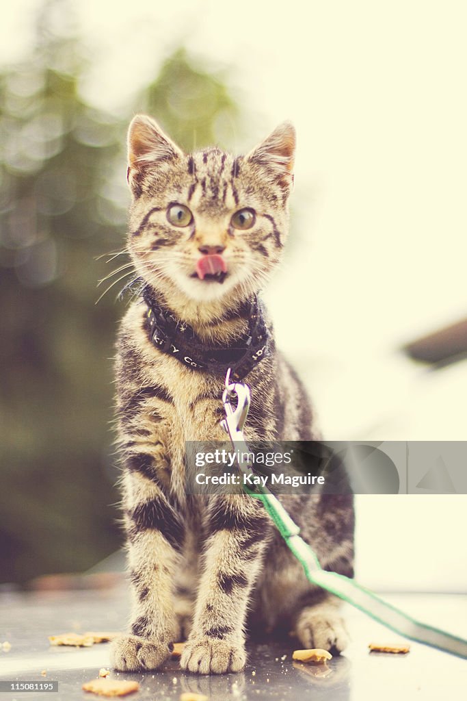 Cat licking her lips after eating tasty treat