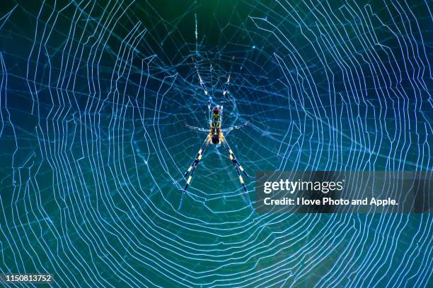 spiders and spiderwebs - spinnenweb stockfoto's en -beelden
