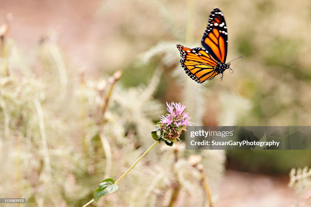 Monarch butterfly in flight