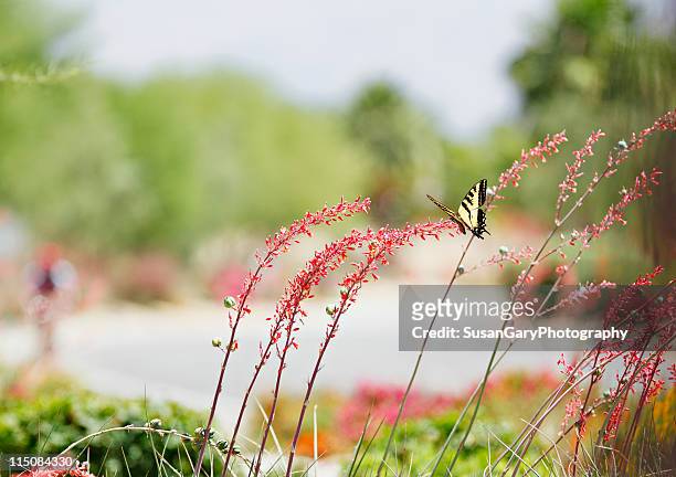 swallowtail butterfly on wildflowers - riverside county california stock pictures, royalty-free photos & images