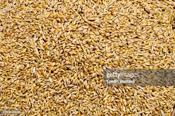 full frame show of golden wheat seeds - harvesting seeds stock pictures, royalty-free photos & images