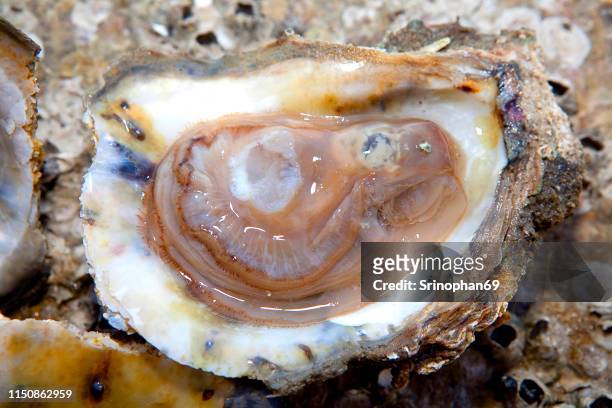 fresh oysters - meal expense stock pictures, royalty-free photos & images