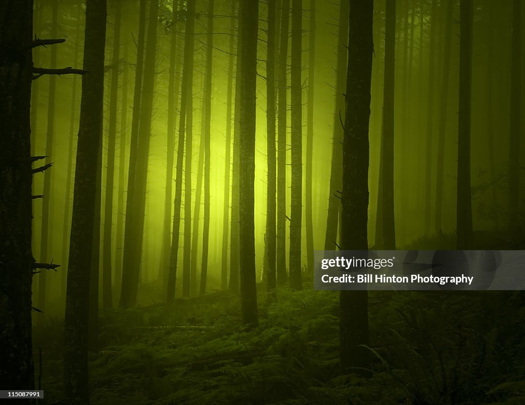 Eerie green forest at night