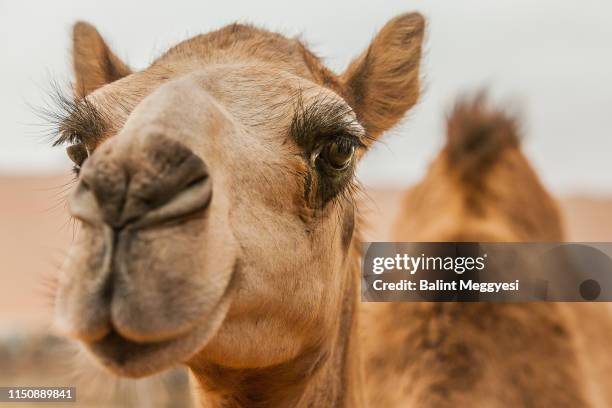 camel farm in the liwa desert, abu dhabi, u.a.e. - cammello foto e immagini stock