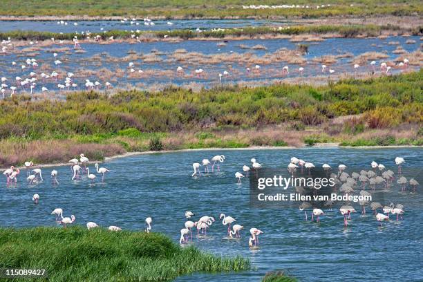 flamingos in pond - fuente de piedra stock pictures, royalty-free photos & images