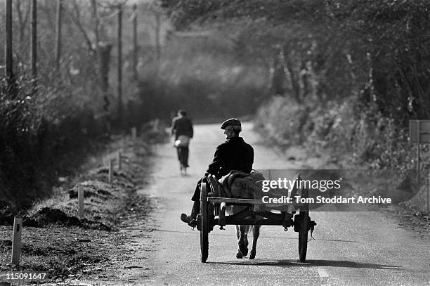 Homeward bound allong a narrow country lane for an Irish man and his donkey and cart near Ballyporeen, County Tipperary, Ireland.