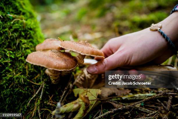 eine frau schneidet einen pils am waldboden ab. - frau ストックフォトと画像