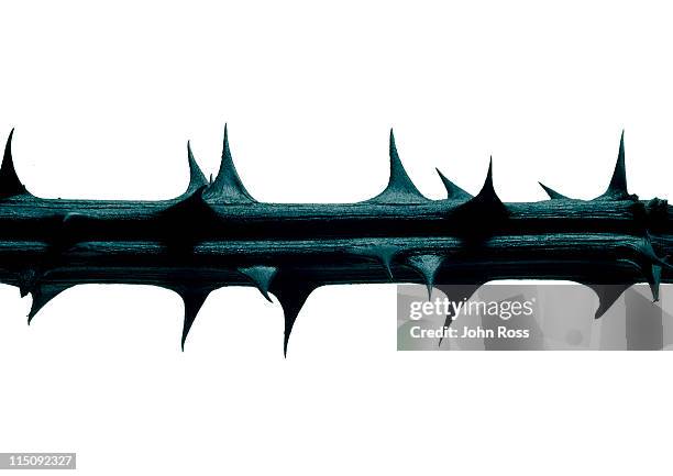 fauna - scherp stockfoto's en -beelden