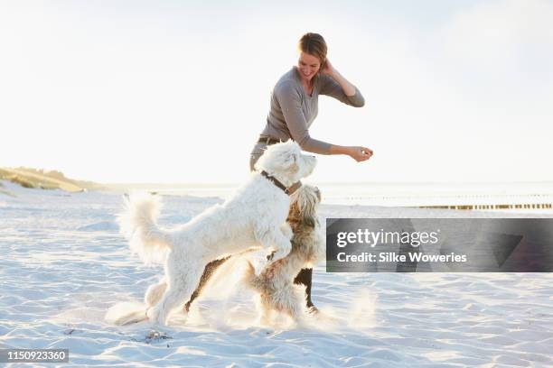 portrait of a mature happy woman playing with her dogs at the beach at sunset - chien et maitre photos et images de collection