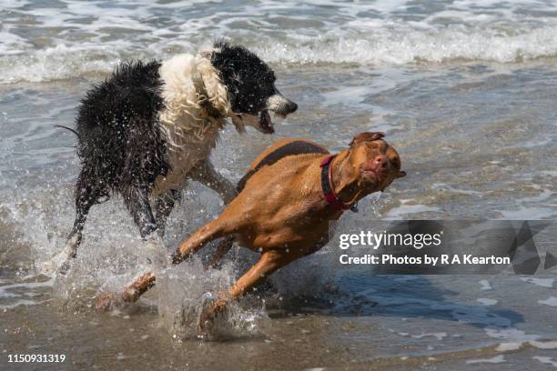 two dogs having rough play on a beach - snarling stock-fotos und bilder