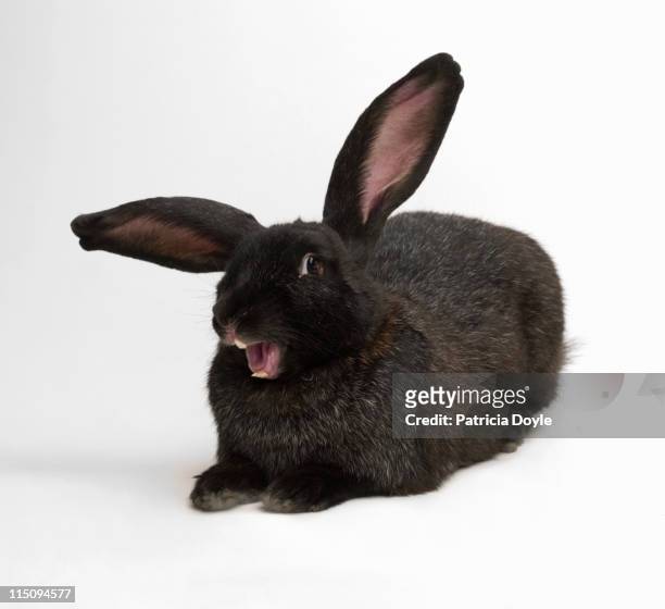 4,357 Funny Rabbit Photos and Premium High Res Pictures - Getty Images