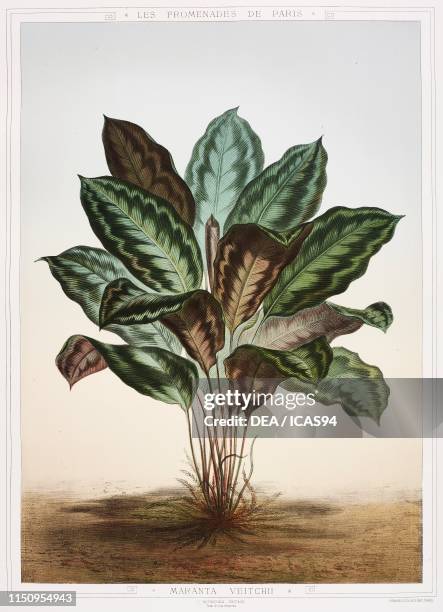 Maranta veitchii, chromolithograph by Grobon after a painting by Faguette, from Les Promenades de Paris , by Adolphe Alphand, published by J...