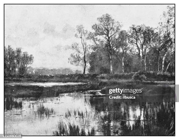 antique illustration: lake landscape - swamp illustration stock illustrations