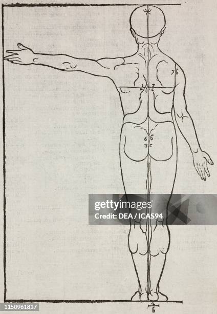 Proportions of a human body, engraving from Della simmetria dei corpi humani , Volume II, by Alberto Durero Venice.