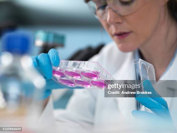 cell research, scientist looking at multi-well plate cell growth  in laboratory - stem cell growth stock pictures, royalty-free photos & images