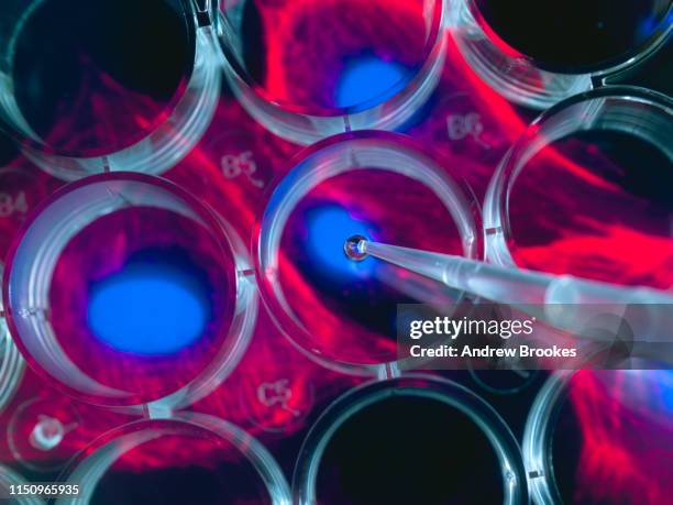 stem cell research, scientist pipetting cells into a multi well plate with screen image of stem cells in the background - stem cell 個照片及圖片檔