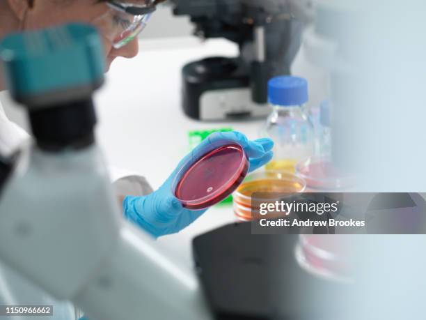Using Inverted Microscope 63 Inverted Microscope Stock Photos, High-Res Pictures, and Images ...