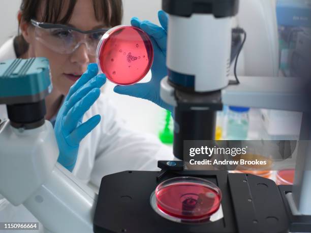 Using Inverted Microscope 65 Inverted Microscope Stock Photos, High-Res Pictures, and Images ...